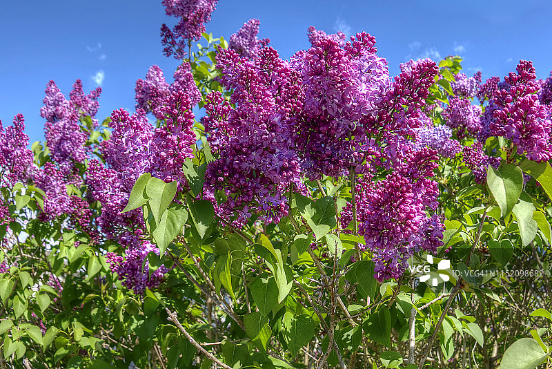 蓝天下盛开的粉色丁香灌木图片素材