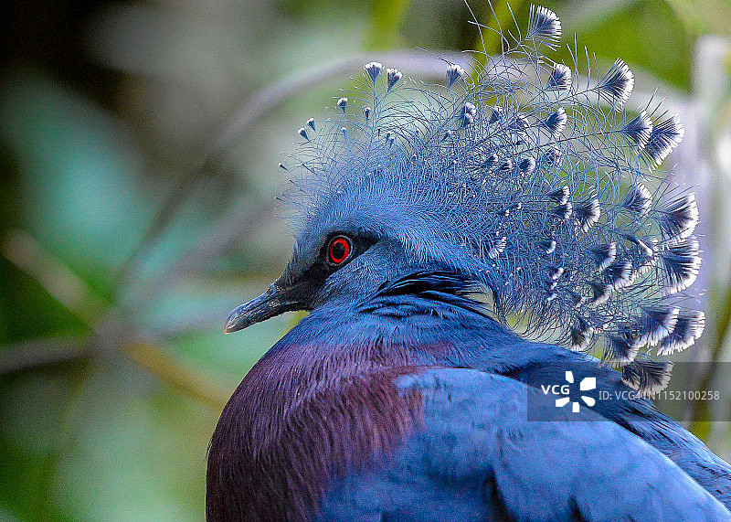 皇冠鸽的正面照图片素材