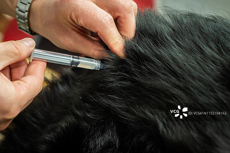 狗狗打针图片素材