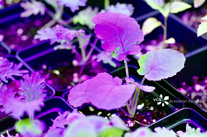 紫外线照射下的幼苗生长图片素材