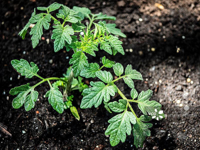盆栽花园中的番茄植物图片素材