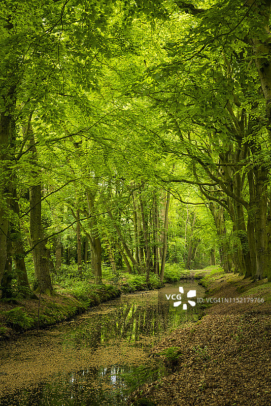 运河边的树木图片素材