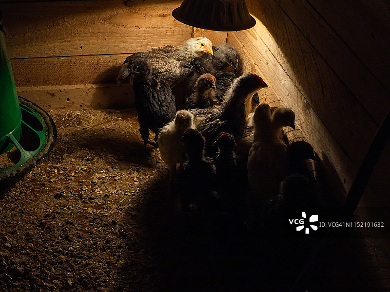 木箱里的小鸡图片素材