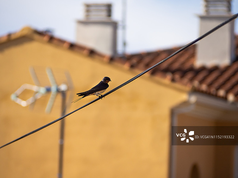 一只家燕（学名：Hirundo rustica）栖息在电线上图片素材