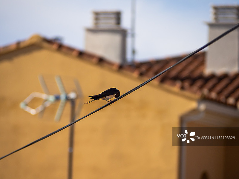 一只家燕（学名：Hirundo rustica）栖息在电线上图片素材