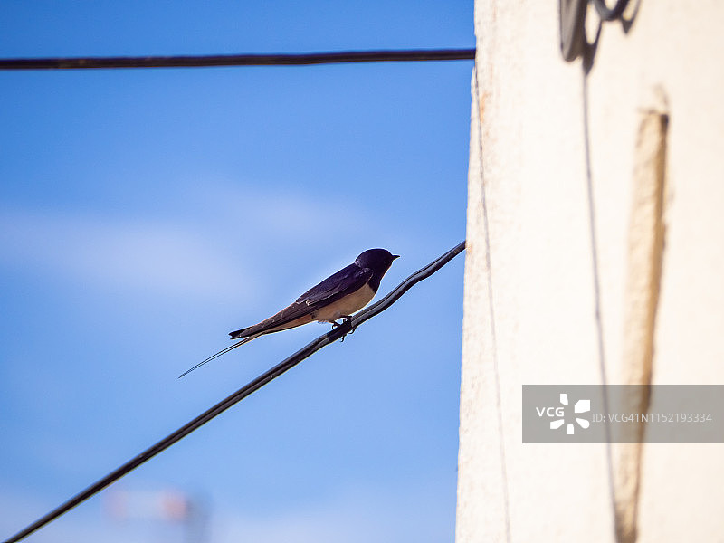 一只家燕（学名：Hirundo rustica）栖息在电线上图片素材