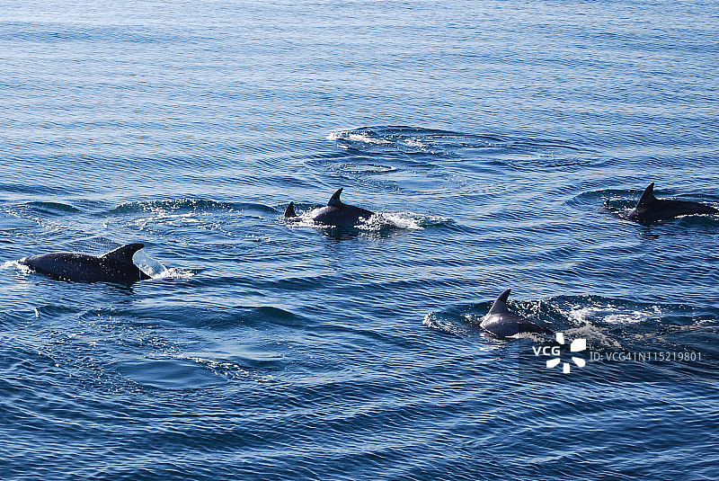 一群海豚图片素材