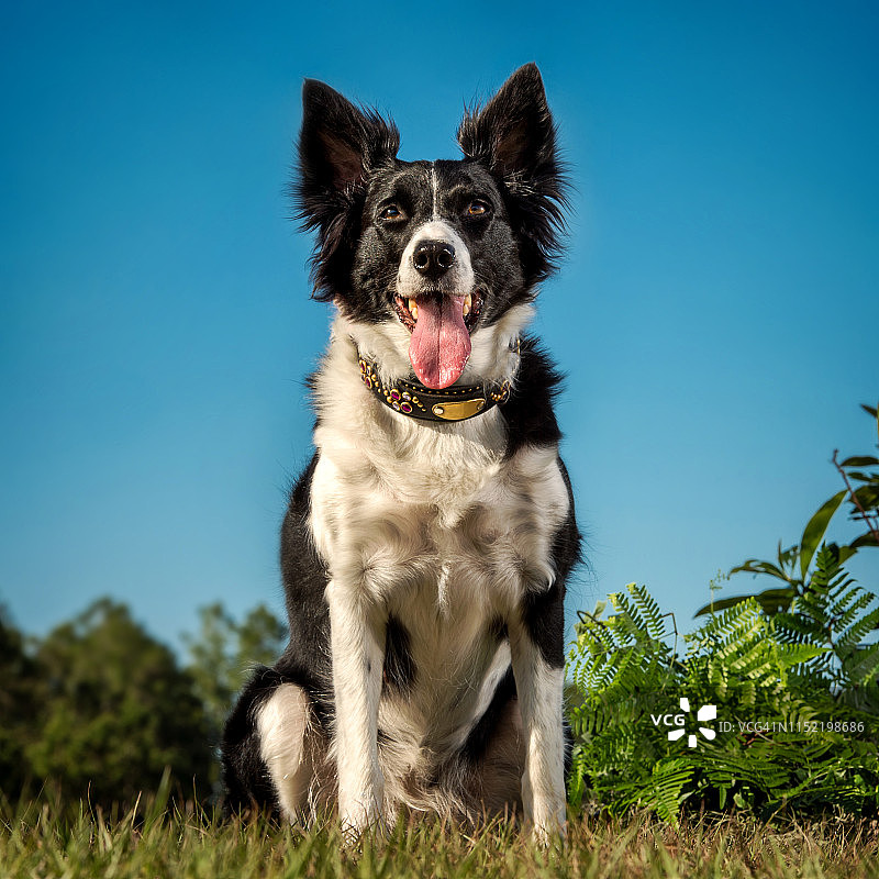 对着蓝天微笑的边境牧羊犬图片素材
