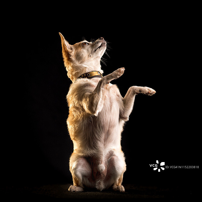 用后腿坐起来的吉娃娃图片素材