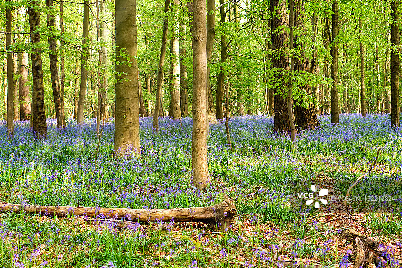 比利时哈勒森林里的蓝铃花与枯树图片素材