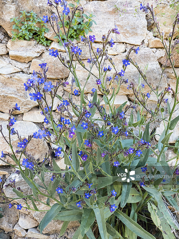 蓝色野花：摄于西班牙安达卢西亚的阿拉塞纳山脉国家公园，四月图片素材