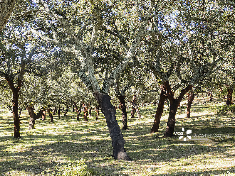 西班牙安达卢西亚阿拉塞纳山脉国家公园的软木栎树林图片素材