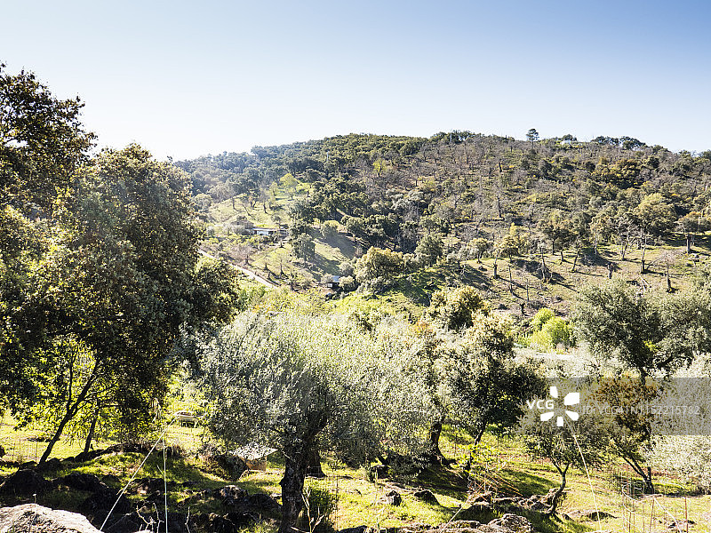 安达卢西亚阿拉塞纳山脉国家公园内的林地景色（西班牙，四月）图片素材