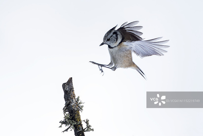 凤头山雀飞行特写图片素材