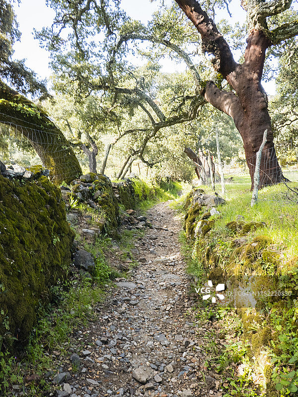 西班牙栓皮栎旁小路图片素材