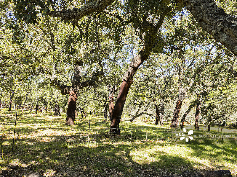 阿拉哈尔附近的软木橡树林景观；图片摄于西班牙安达卢西亚阿拉塞纳山脉国家公园，四月图片素材