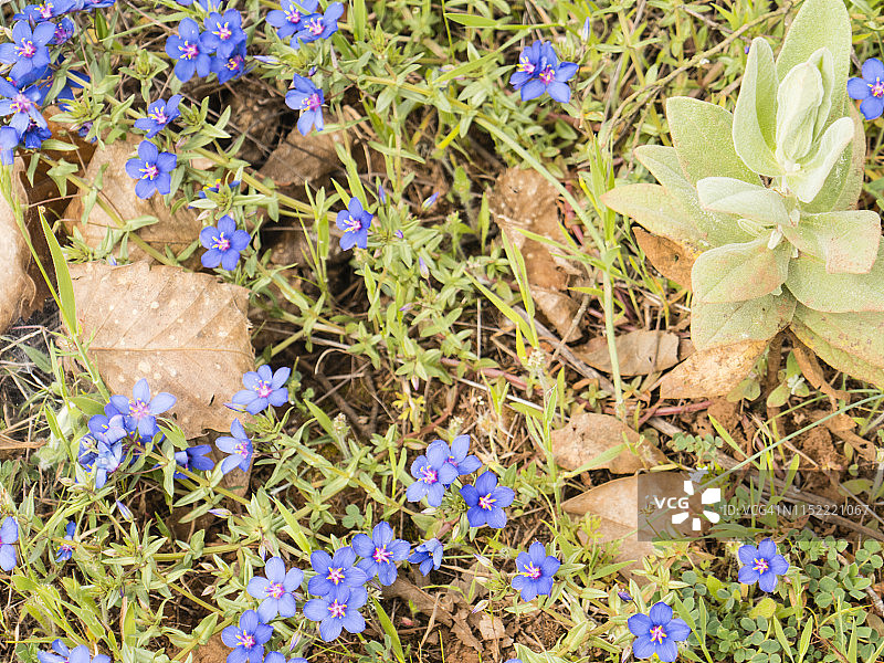 蓝色野花：摄于西班牙安达卢西亚的阿拉塞纳山脉国家公园，四月图片素材