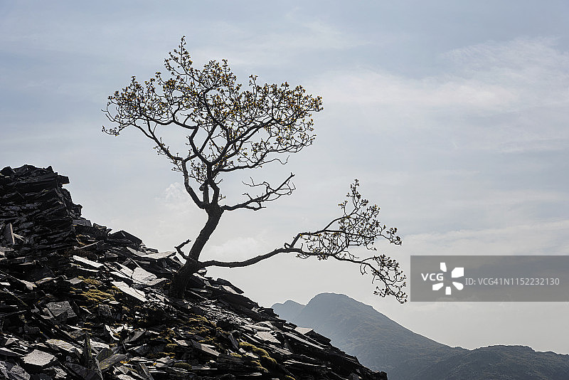 山脉衬托下的单棵树图片素材