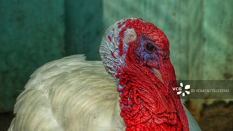 在田野里觅食的火鸡图片素材