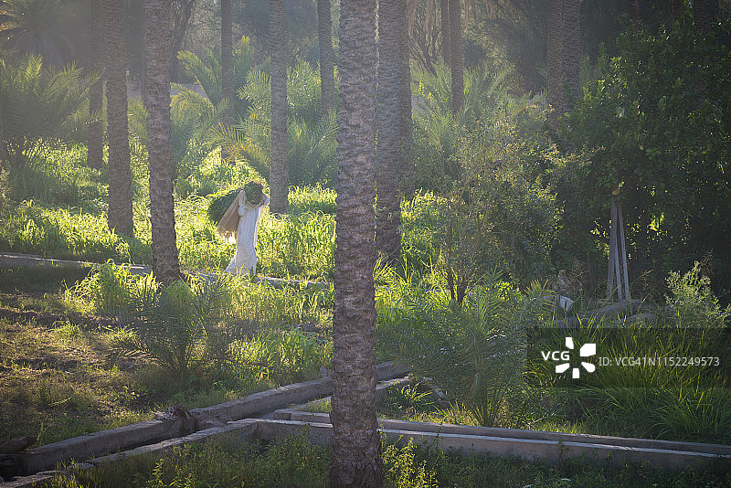 在阿曼苏丹国鲁斯塔克，使用阿夫拉吉灌溉系统的棕榈树林中工作的男人图片素材