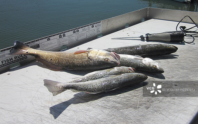 清洁台上的鱼图片素材