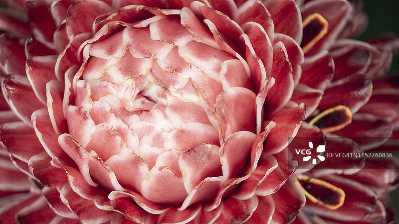 火炬姜花特写图片素材