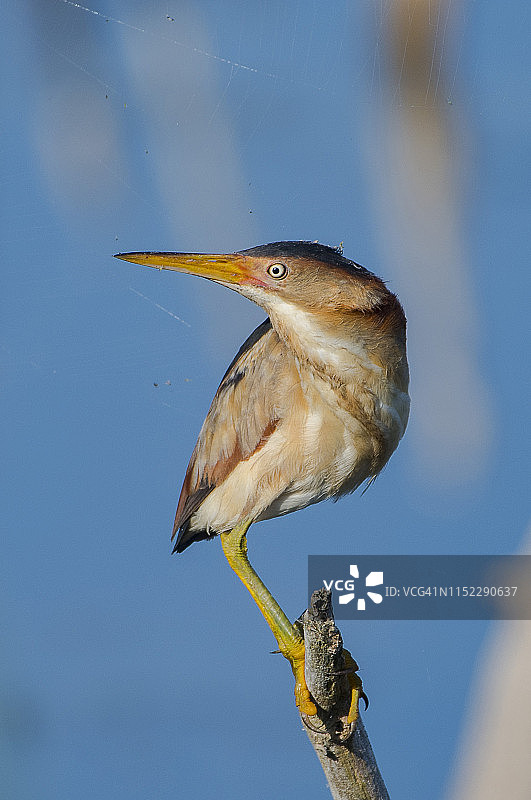小苇鳽栖息在树枝上图片素材
