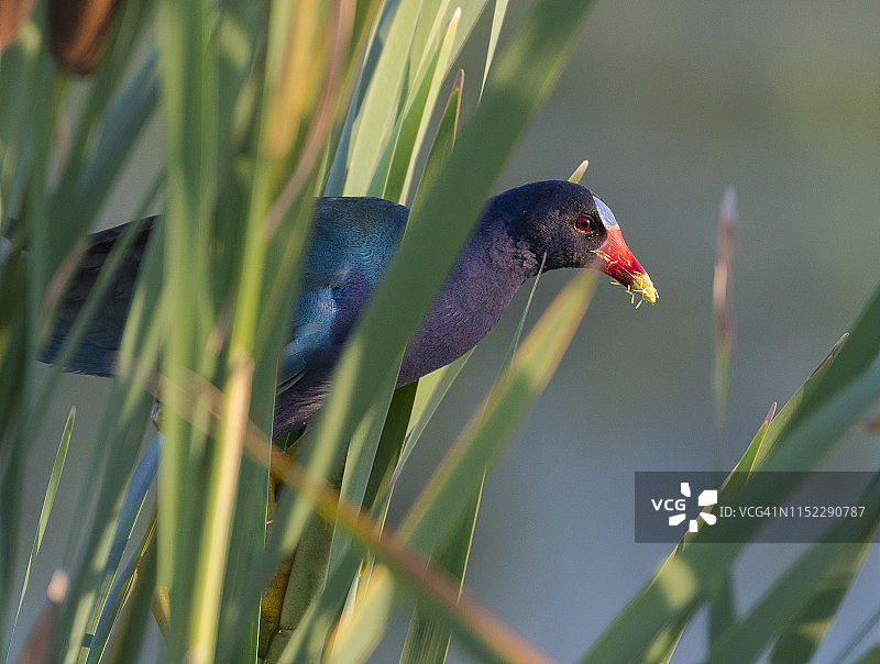 紫水鸡图片素材