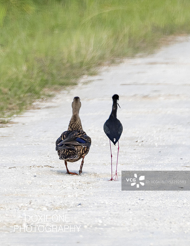 与黑颈长脚鹬行走的斑驳鸭图片素材
