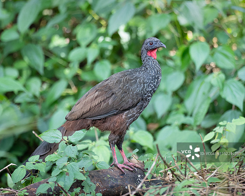 Cauca Guan图片素材