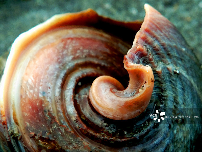 海滩上的海螺壳图片素材