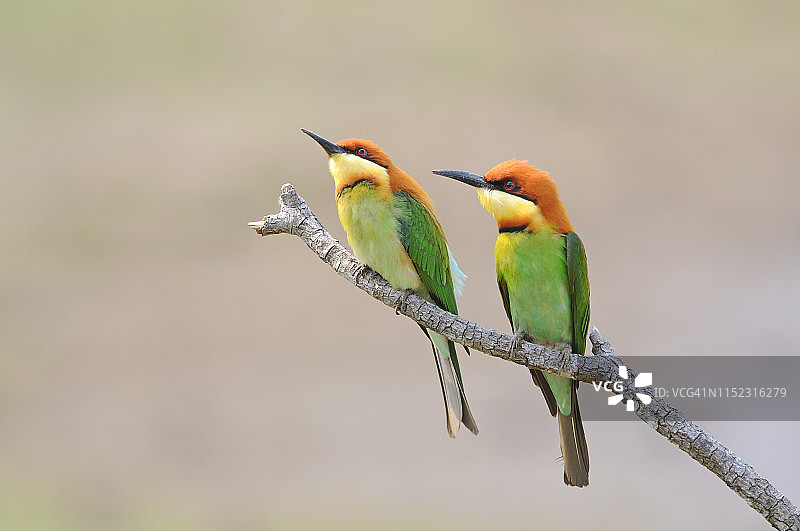 栗头蜂虎鸟类情侣图片素材