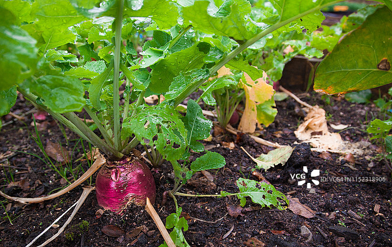 紫色芜菁甘蓝图片素材