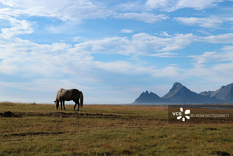 马匹在冰岛吃草图片素材