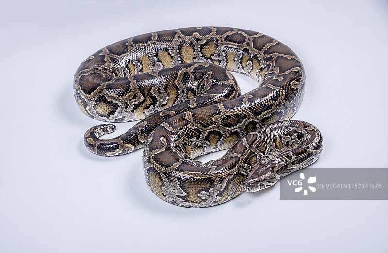 缅甸蟒蛇工作室肖像图片素材