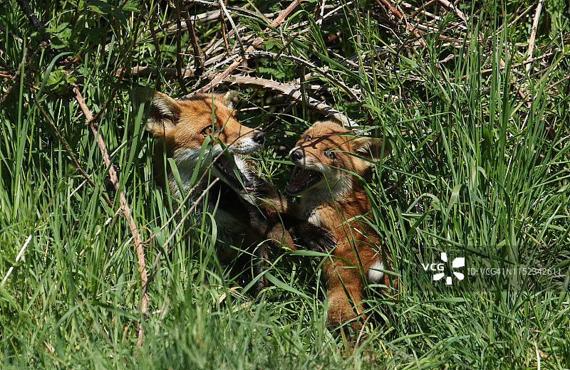 可爱的赤狐幼崽与雌狐在洞穴入口处张开嘴相对图片素材