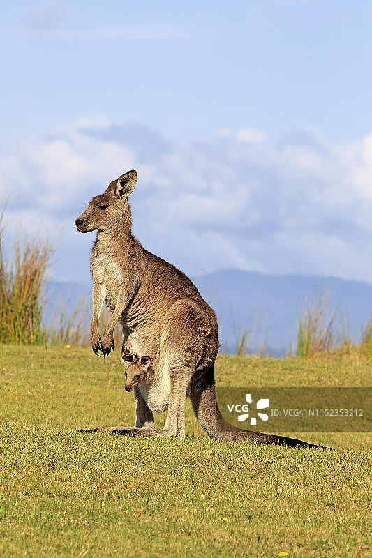 袋鼠妈妈和小袋鼠，马洛尼海滩，新南威尔士州图片素材