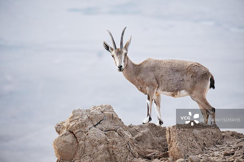 努比亚羚羊站在岩石上，恩戈地，西岸，以色列图片素材