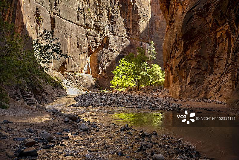 美国犹他州锡安国家公园峡谷树木景观图片素材