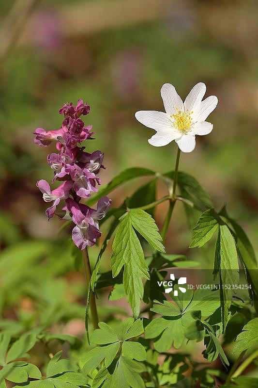 德国黑森，镂空延胡索和林银莲花图片素材
