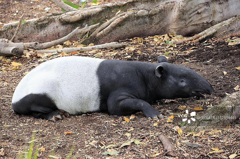 成年马来貘，圈养，南澳大利亚图片素材