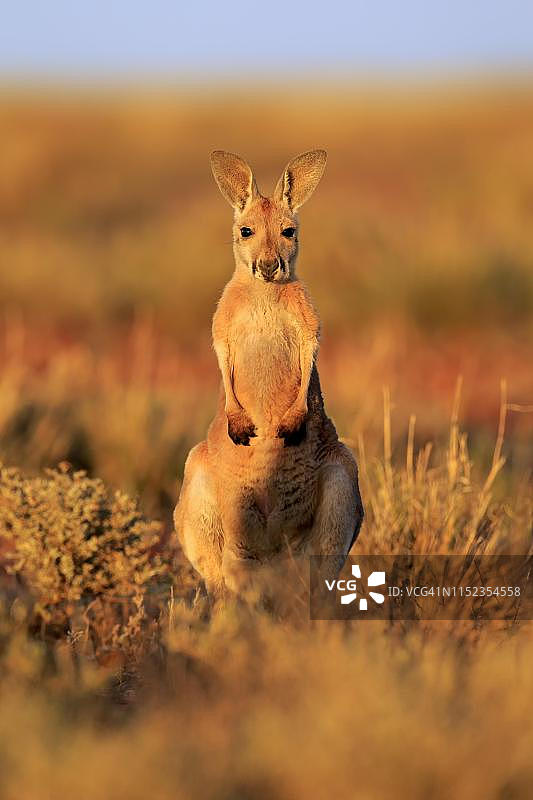 红色袋鼠幼崽，站立，警惕，新南威尔士州斯特特国家公园图片素材