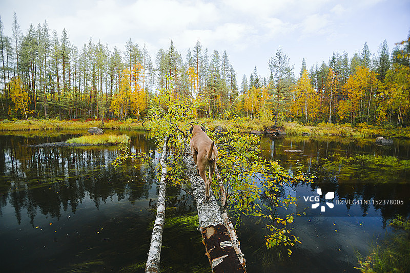 倒树上的狗图片素材