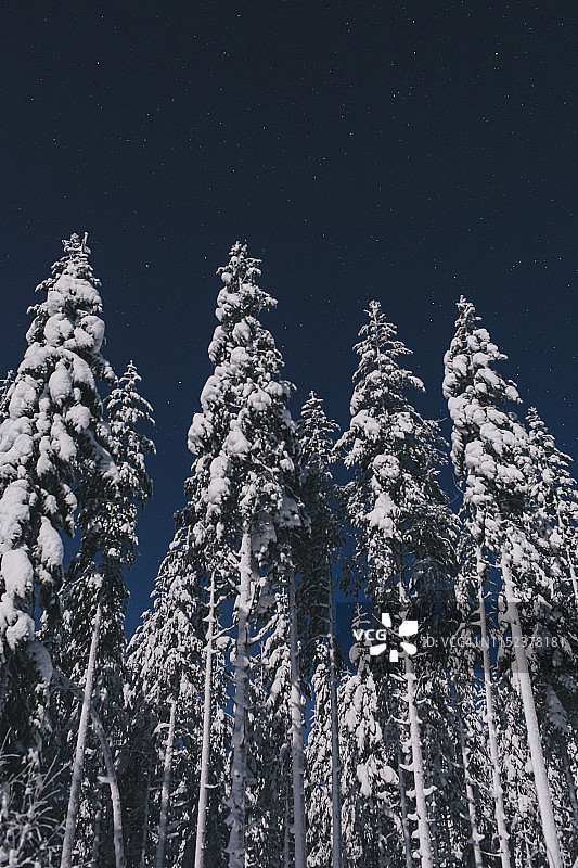 树上的雪景图片素材