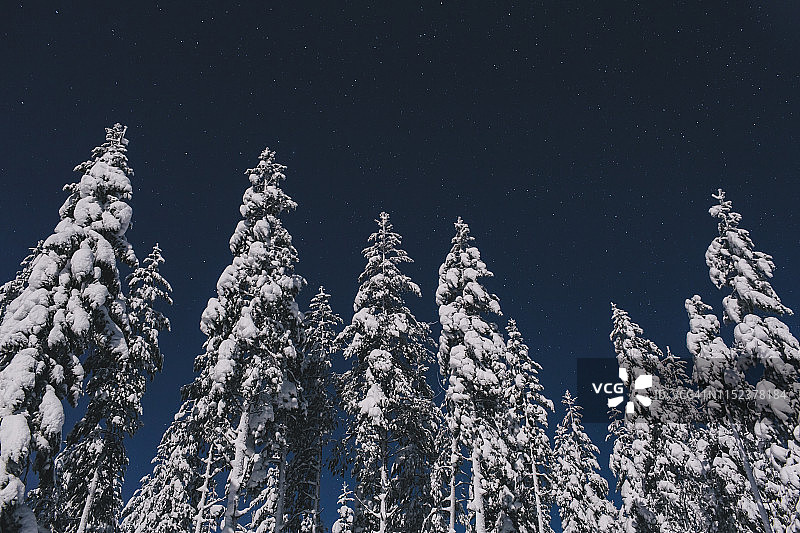 树上的雪景图片素材