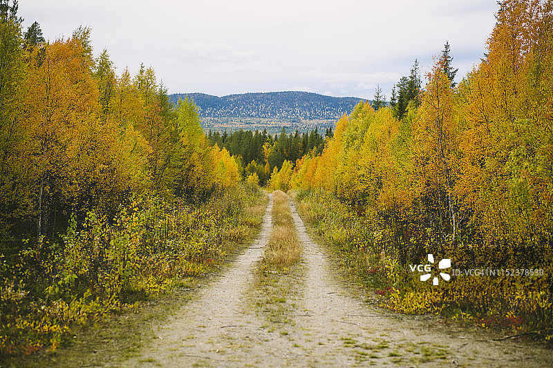 穿过秋日森林的道路图片素材