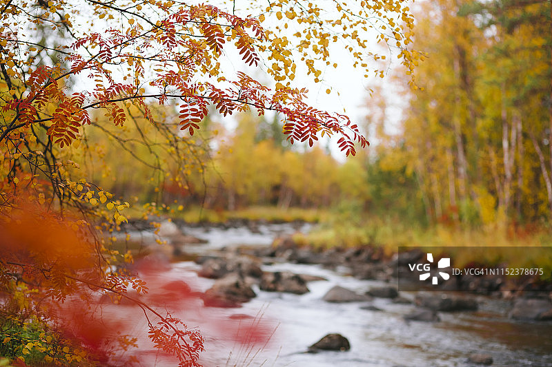 河畔秋日森林图片素材