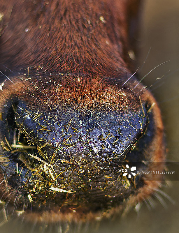 牛鼻子特写图片素材