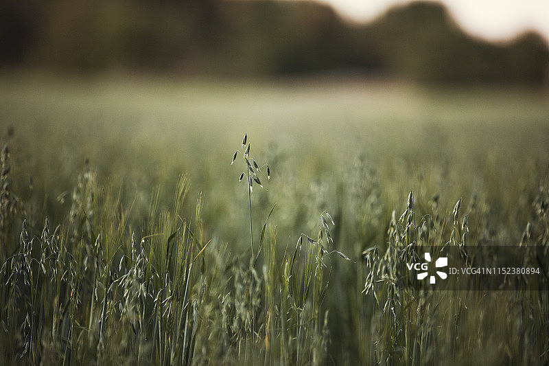 燕麦田图片素材