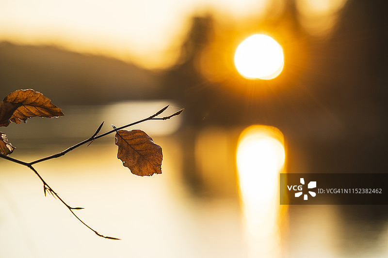 树枝上的秋叶图片素材